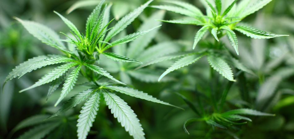 spice-addiction-cannabis-leaves