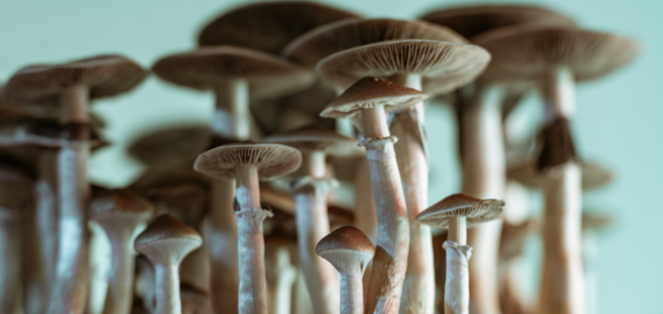 Psilocybin addiction mushrooms
