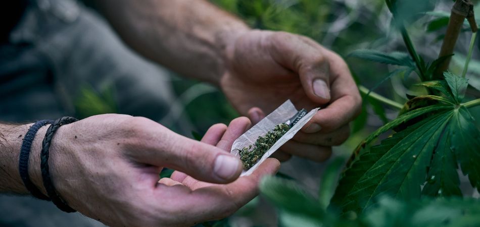 man making cannabis roll