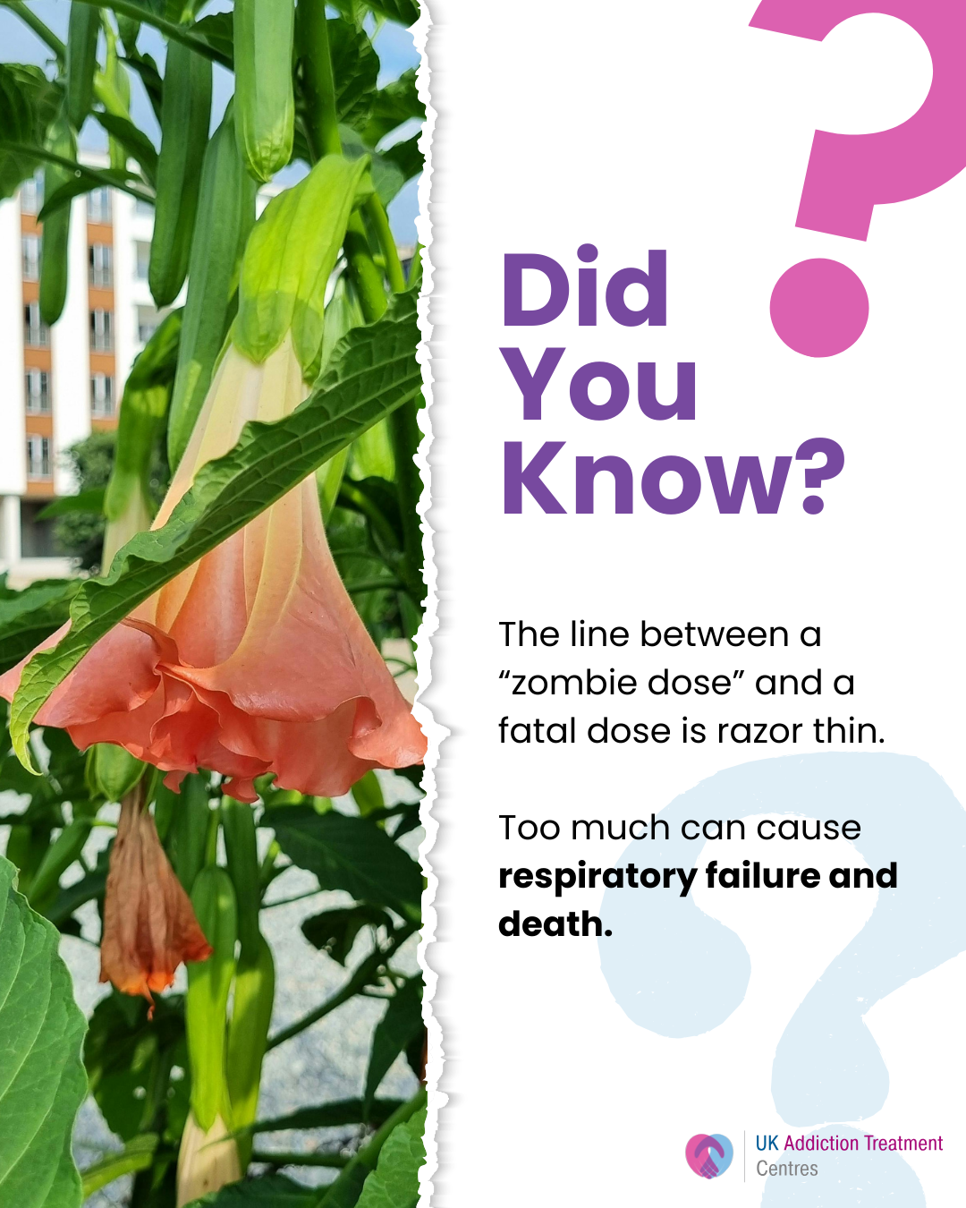 Did you know this about Devils Breath?