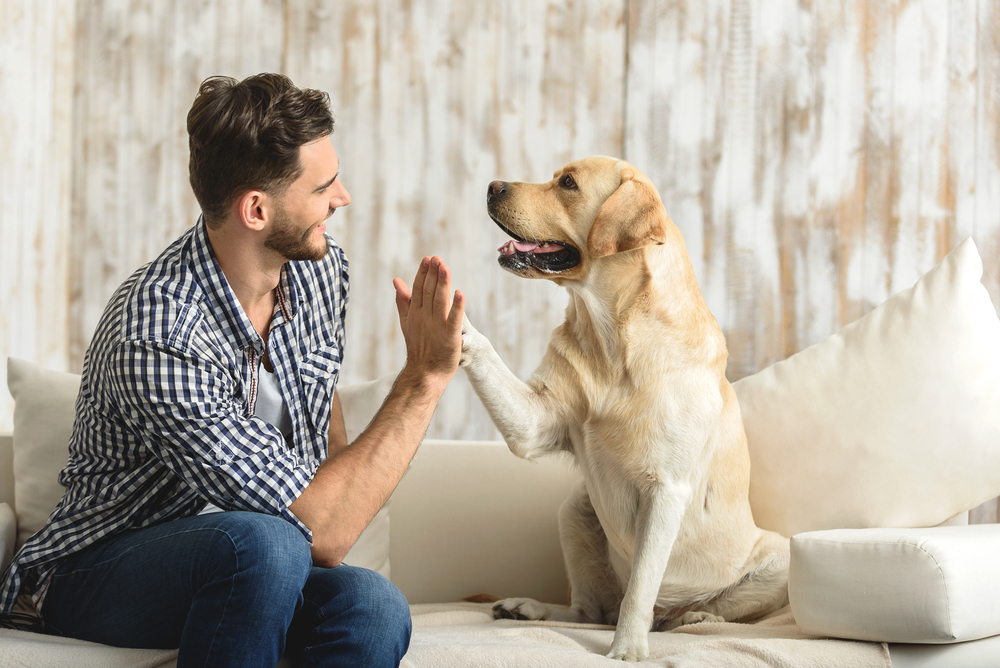 Dog and man hand shaking